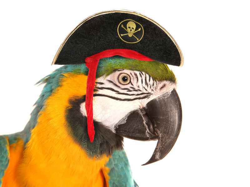 Папагал ара с пиратска шапка.
