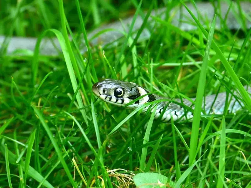 Вижте тези страхотно готини факти за тревната змия