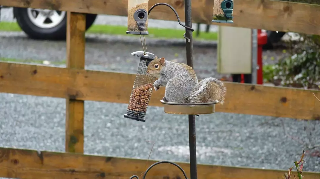 Esquilos também roubam sementes de pássaros dos alimentadores de pássaros.