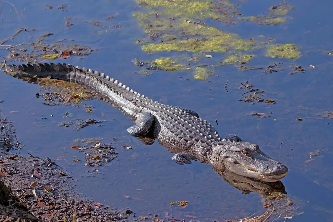 Alligatorreproduksjon er en av de mange interessante egenskapene til krypdyret.