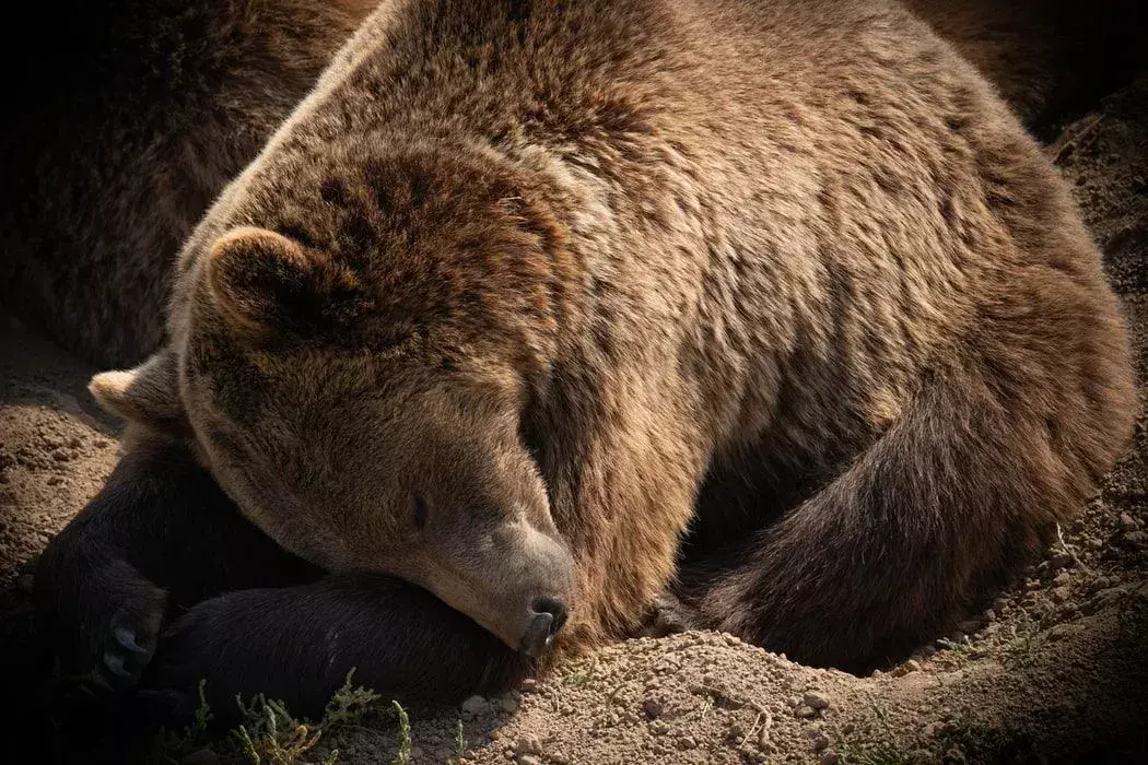 Кілька фактів про бурого ведмедя, які сподобаються дітям