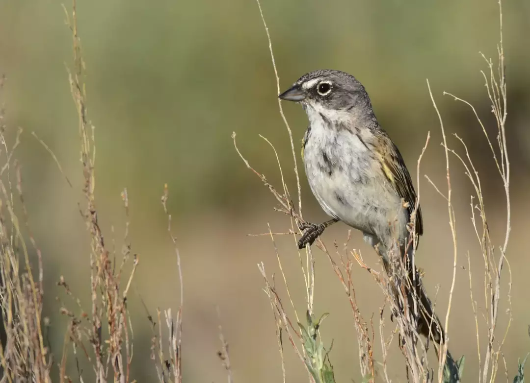Sagebrush Sparrow: 15 עובדות שלא תאמינו!