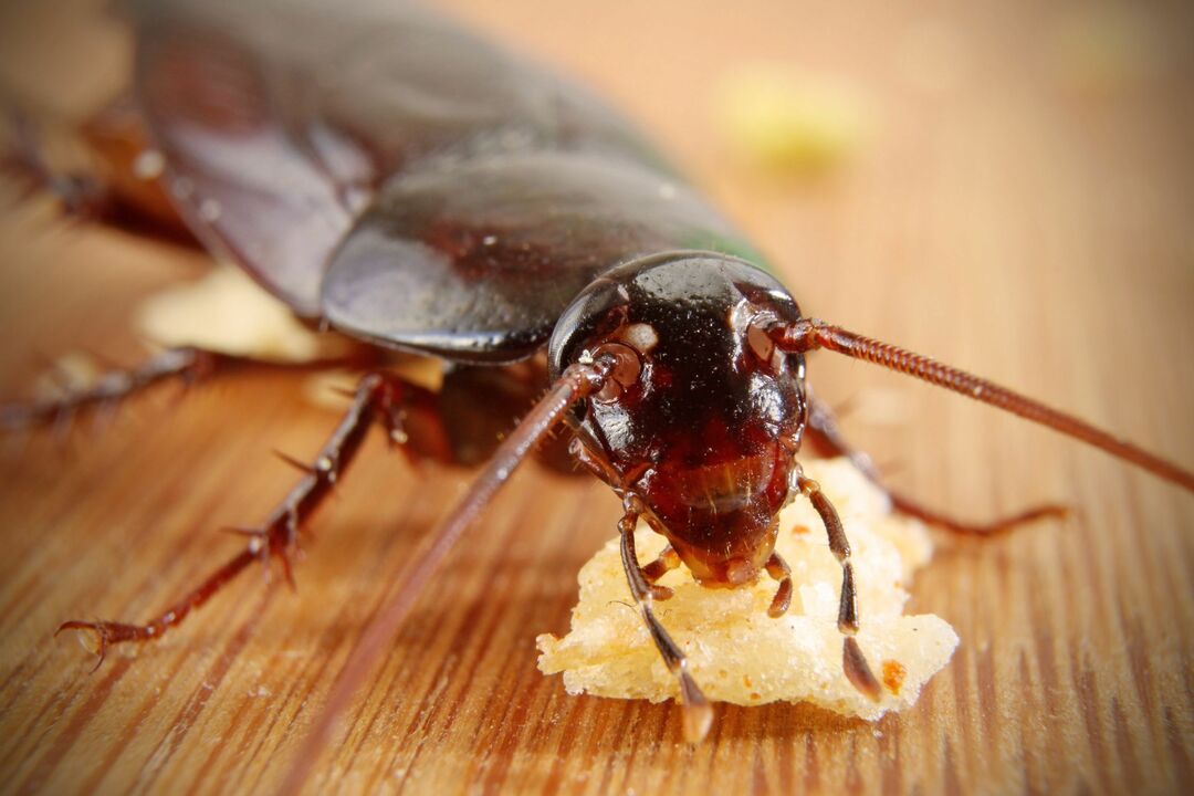 Ką valgo tarakonai, saugodami tarakonus nuošalyje