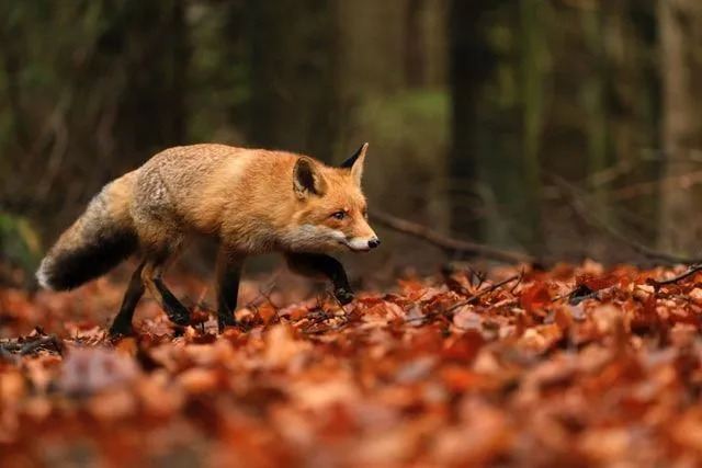 Fakta om grupp rävar avslöjar att rävar lever i små grupper eller ensamma.