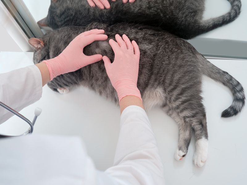 Les chats peuvent-ils avoir des symptômes de poux, causes et traitement