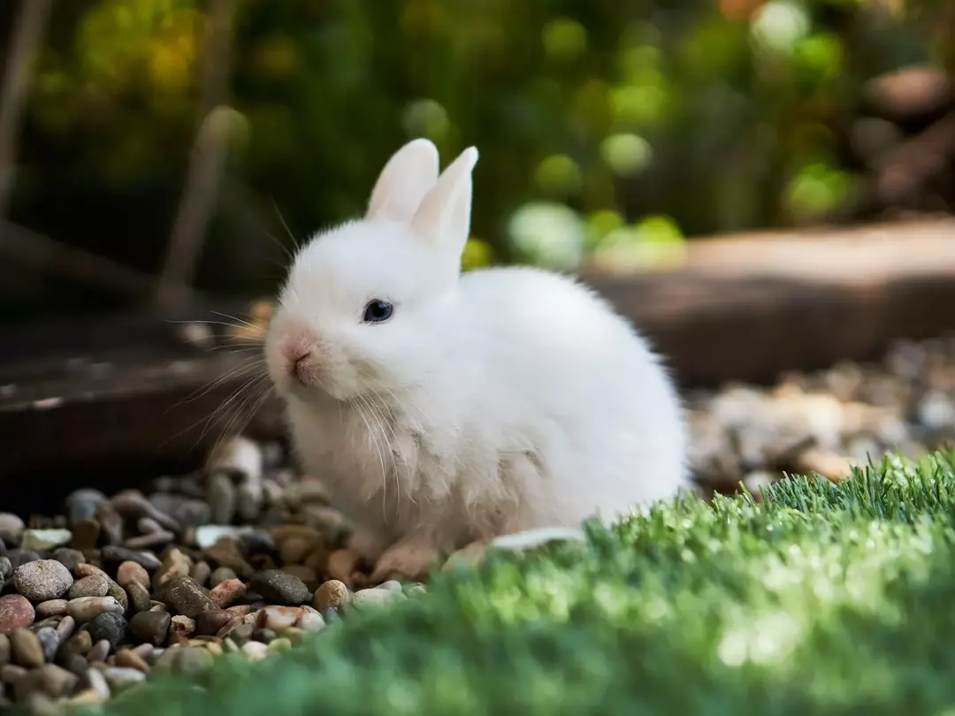 Kan kaniner spise poteter? Slik tilbereder du kjæledyrets grønnsaker