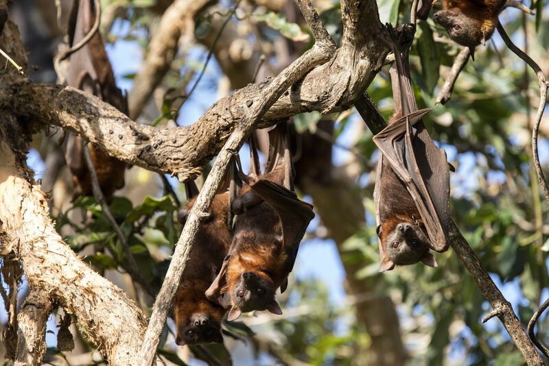 Kur gyvena šikšnosparniai Kur gamtoje galima rasti šikšnosparnių urvų