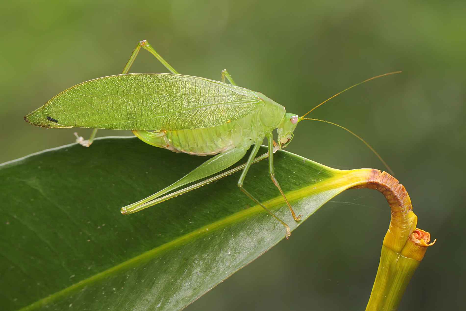 Bug care arată ca o frunză Fapte despre frunza verde se aseamănă Katydids