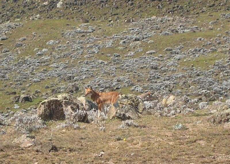 에티오피아 늑대는 녹슨 빨간색과 갈색이며 창백하거나 흰색의 속털이 있습니다.