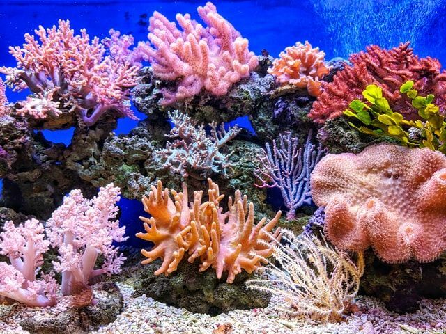 69 hämmastavat korallinime, mida peate teadma