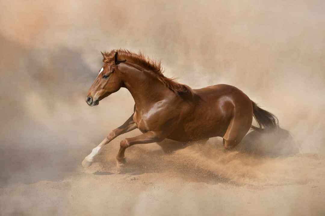 Heb je je ooit afgevraagd hoe snel een paard kan rennen?