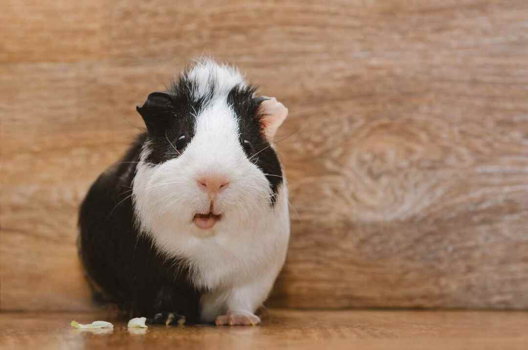 Les cochons d'Inde peuvent-ils manger des haricots verts Guide d'alimentation complet