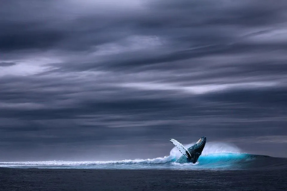 עובדות מעניינות על מוח הלוויתן הכחול שאנחנו בטוחים שלא ידעתם