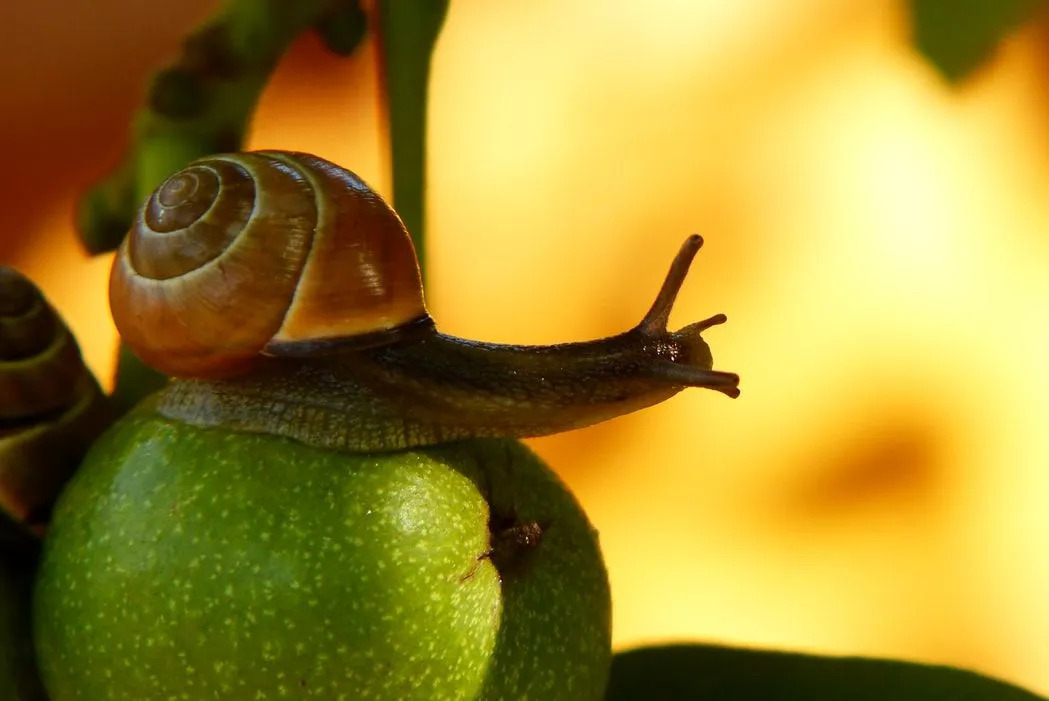 17 фактів про яблучних равликів, які ви ніколи не забудете