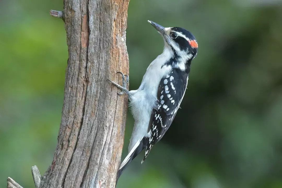 Эти североамериканские птицы водятся возле стволов деревьев.
