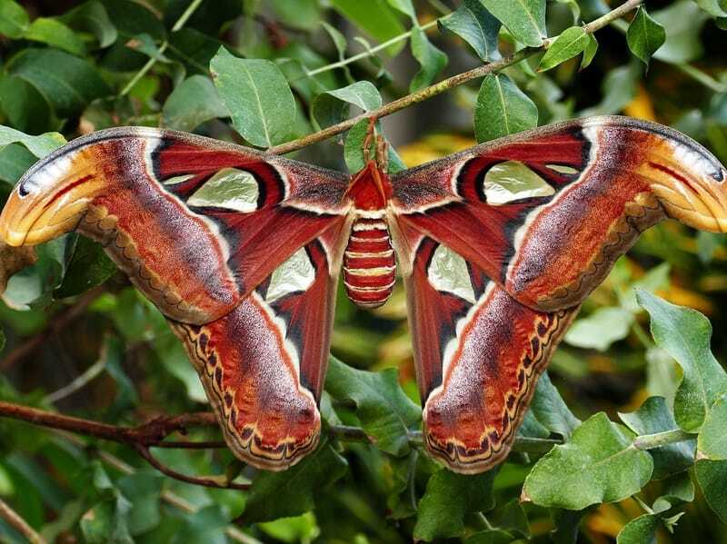 Leuke Atlas Moth-feiten voor kinderen