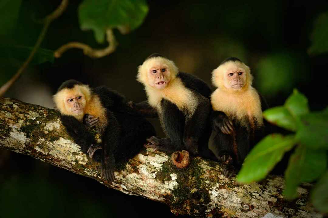 Тривалість життя мавпи-капуцина. Скільки вони живуть у дикій природі та як домашні тварини