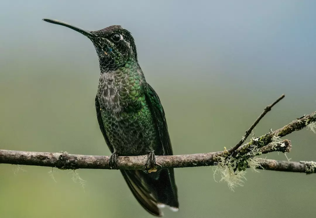 Muskelceller i føttene til kolibrier er ikke særlig sterke.