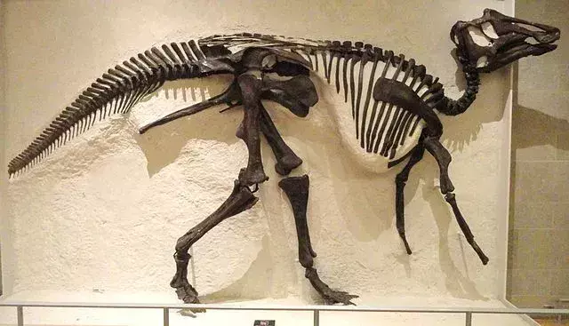 Prosaurolophus memiliki bentuk tengkorak yang sangat unik