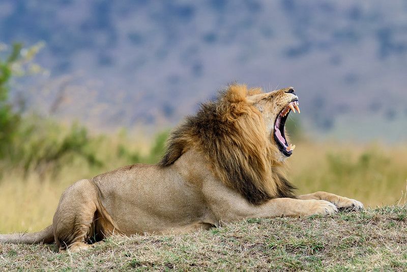 Liūtas riaumoja Afrikos nacionaliniame parke