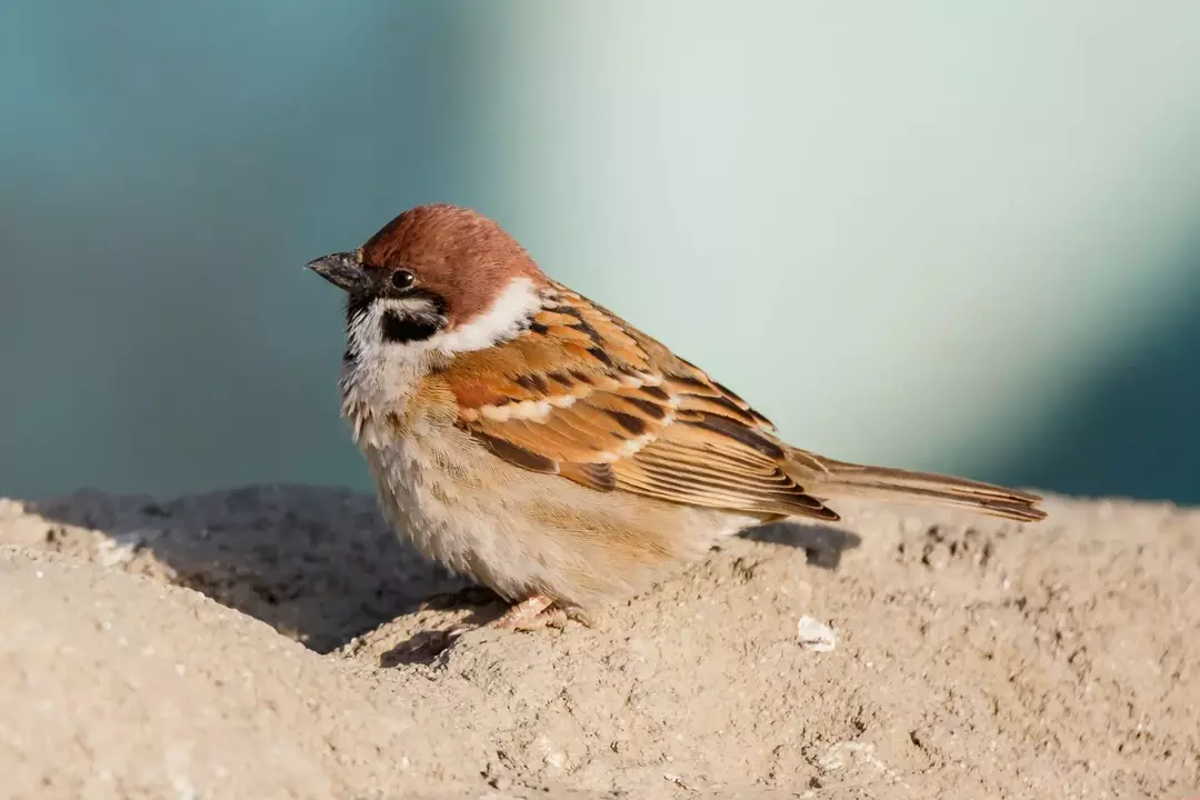Καταπληκτικά γεγονότα για το Swamp Sparrow για παιδιά
