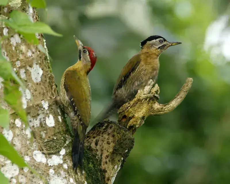 Laced Woodpecker: 17 fakta du ikke vil tro!