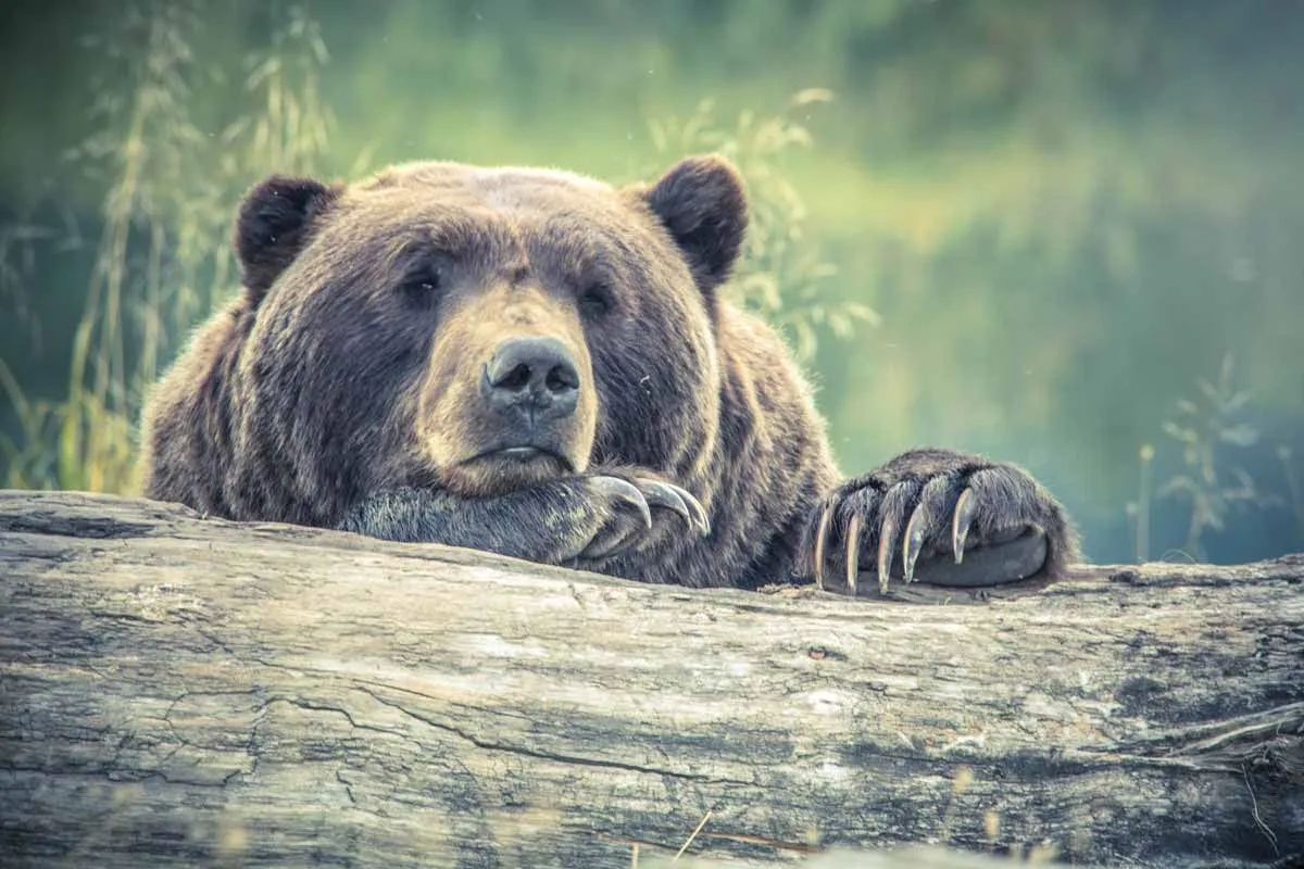 Sitater om bjørn vil få deg til å føle deg i ett med naturen.
