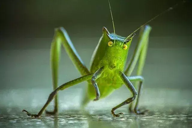 Hva spiser katydider? Morsomme fakta og hvordan bli kvitt dem