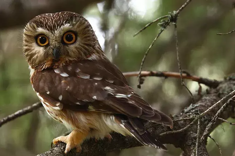 Amaze-wing Northern Saw Whet Owl Fakta
