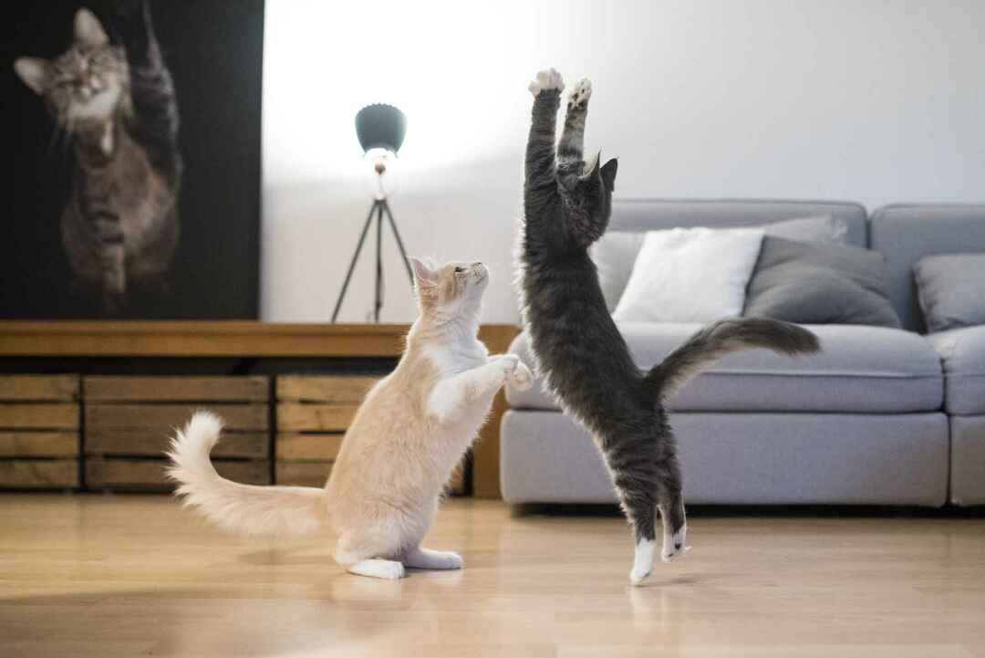 Hvor høyt kan en katt hoppe Feisty feline evner forklart for barn