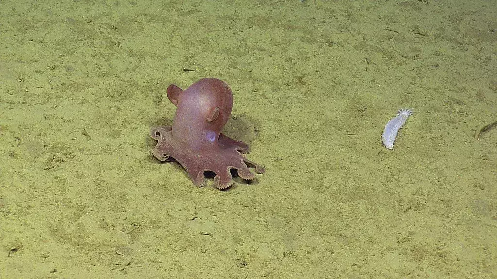 Забавни факти за октопод Дъмбо за деца