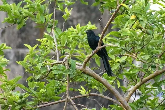 Fatos de asas surpreendentes sobre o pássaro cuco preto