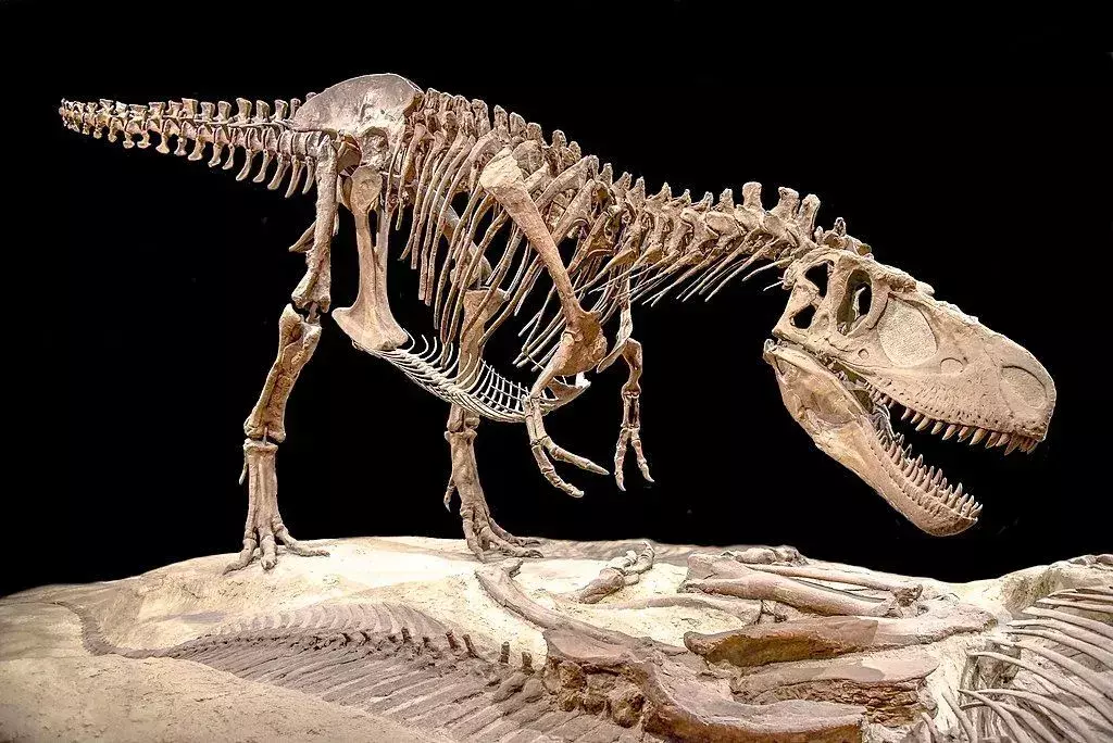 17 фактів про Dino-mite Ledumahadi, які сподобаються дітям
