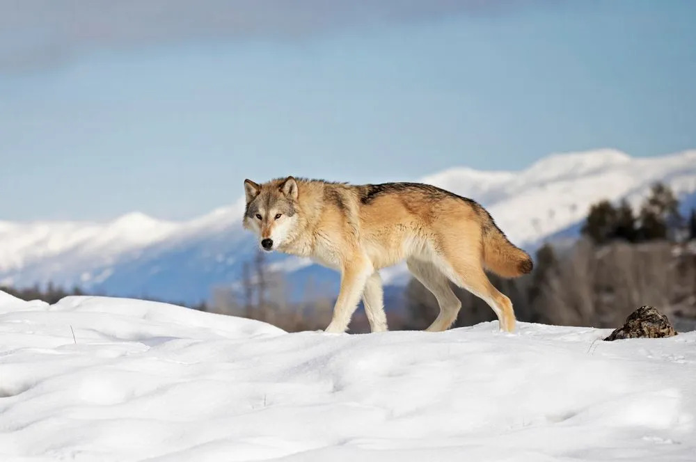 Linksmi „Tundros Wolf“ faktai vaikams