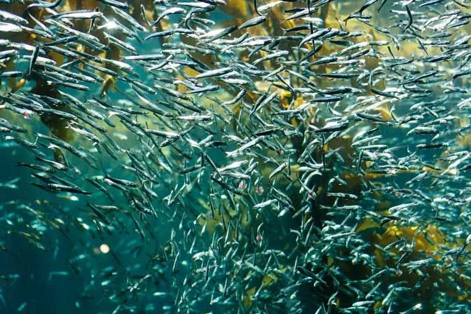 Zábavná fakta o sardinkách pro děti