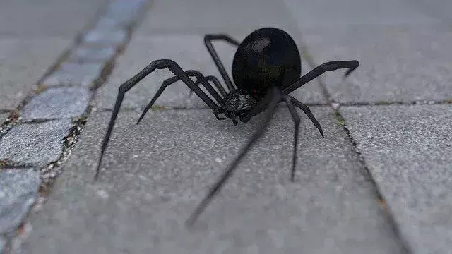 Giftige edderkopper i Texas: Webby-kule fakta om arter av edderkopper!