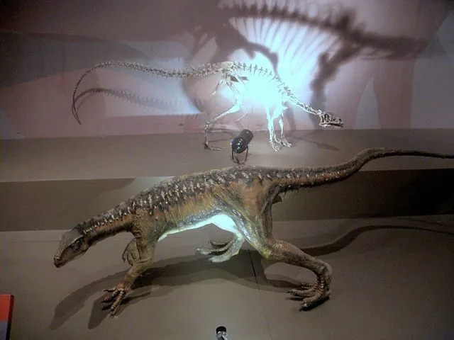 A descoberta do sistema esquelético do Eoraptor foi uma grande contribuição para decifrar a vida selvagem pré-histórica do Eoraptor, pois ajudou os pesquisadores a estudar os membros dessa criatura.