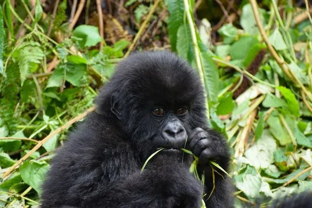 Gorillaer er ville skapninger som er vakre på alle måter.