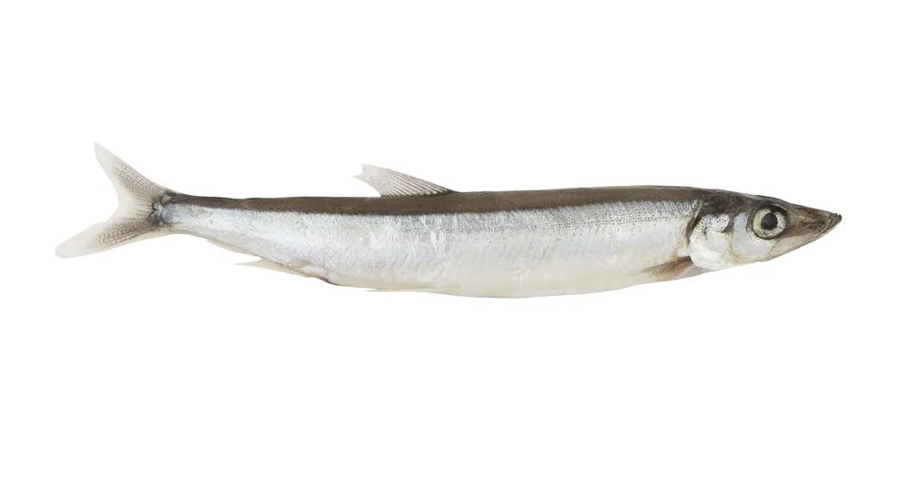 Een spiering vis lodde vergelijkbaar met haring is te vinden op het koude strand.