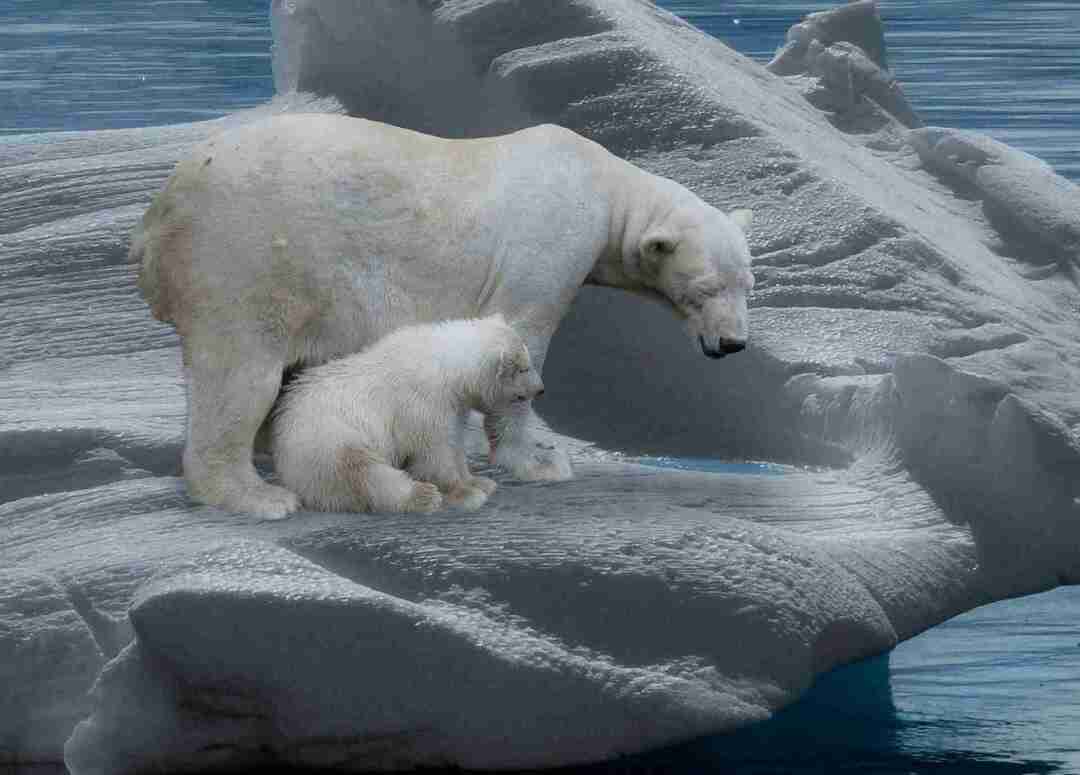 Хибернират ли полярните мечки Забавни факти за косматите бели животни