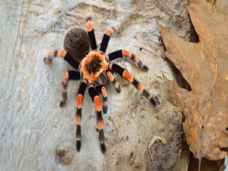 Birdeater tarantula spider Brachypelma smithi ბუნებრივ ტყის გარემოში.