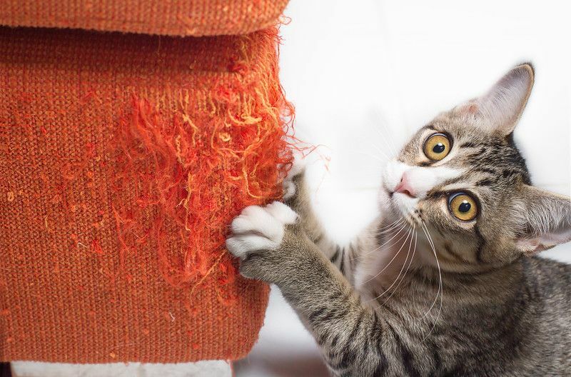 מדוע מגרד חתולים האם זה נורמלי מה אתה יכול לעשות בנידון