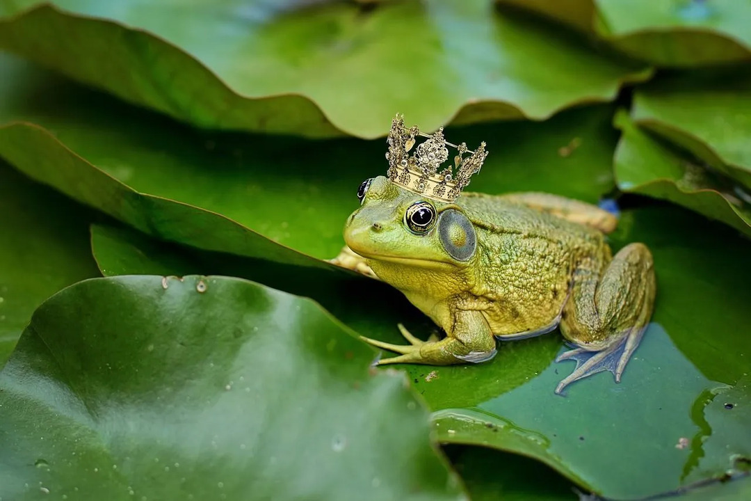 40+ забавни имена на жаби за вашия нов домашен любимец