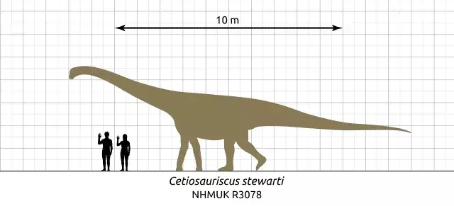 15 fakti par cetiosauriscus dino-ērci, kas patiks bērniem