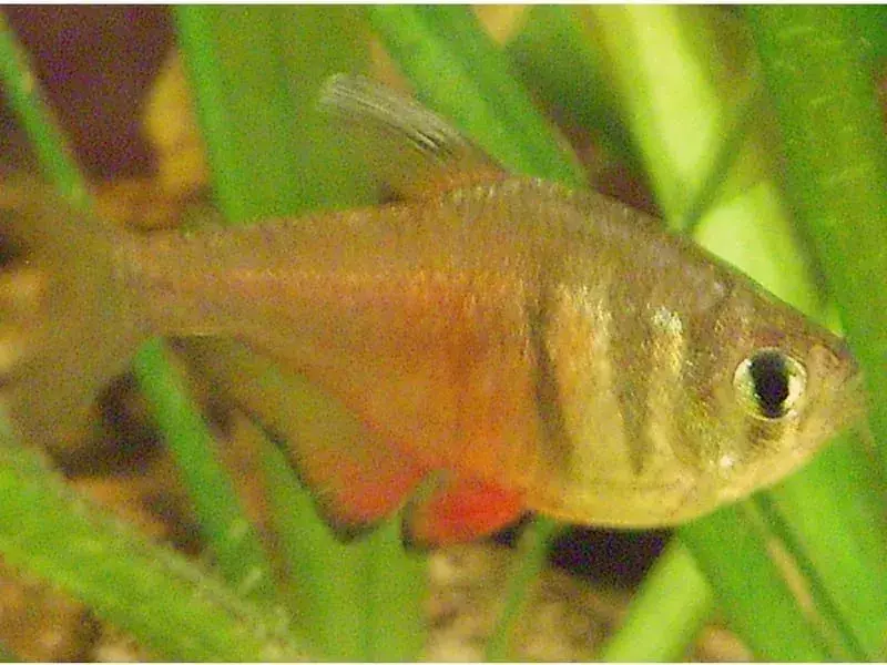 15 Fin-tastic Facts About The Flame Tetra For Kids