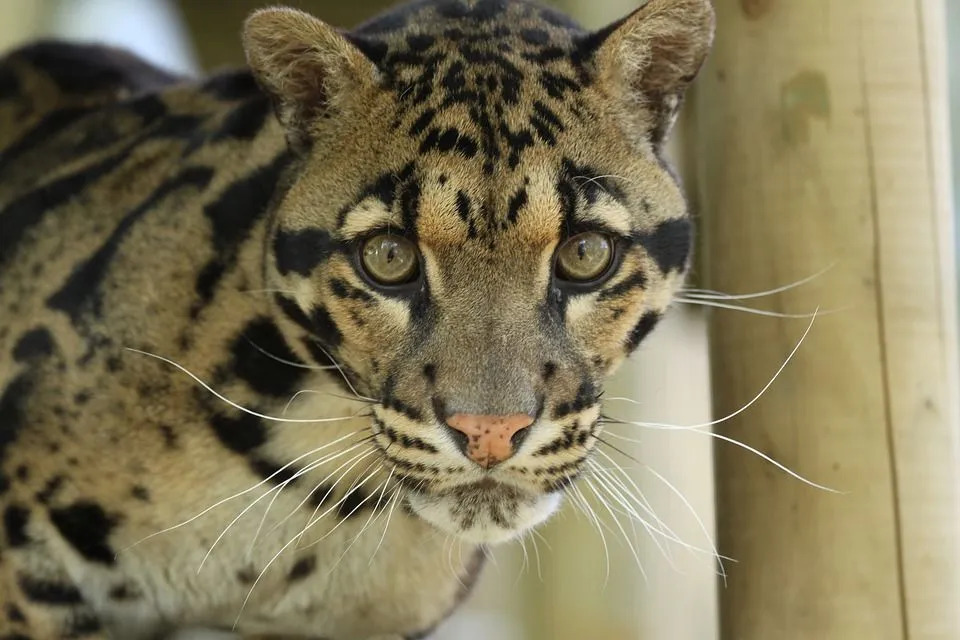 Skyede leoparder er også gjenkjent som skyet snøleopard.