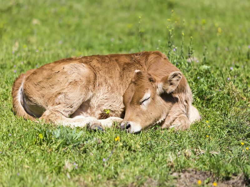 Do kravy spia v stoji The Moo St Hodné fakty o dobytku pre deti