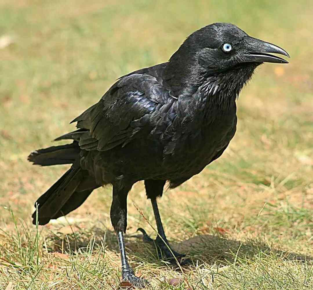 Zábavná fakta o Caledonian Crow pro děti