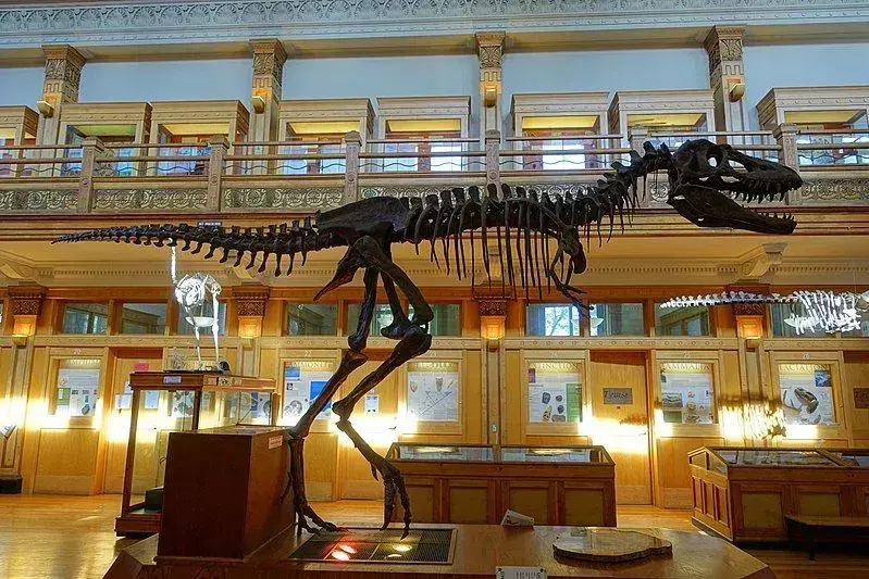 Vidste du? 15 utrolige Gorgosaurus-fakta