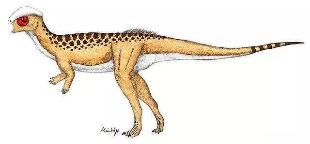 ربما كان Colepiocephale lambei ذا قدمين مثل الديناصورات الأخرى من عائلة مماثلة.